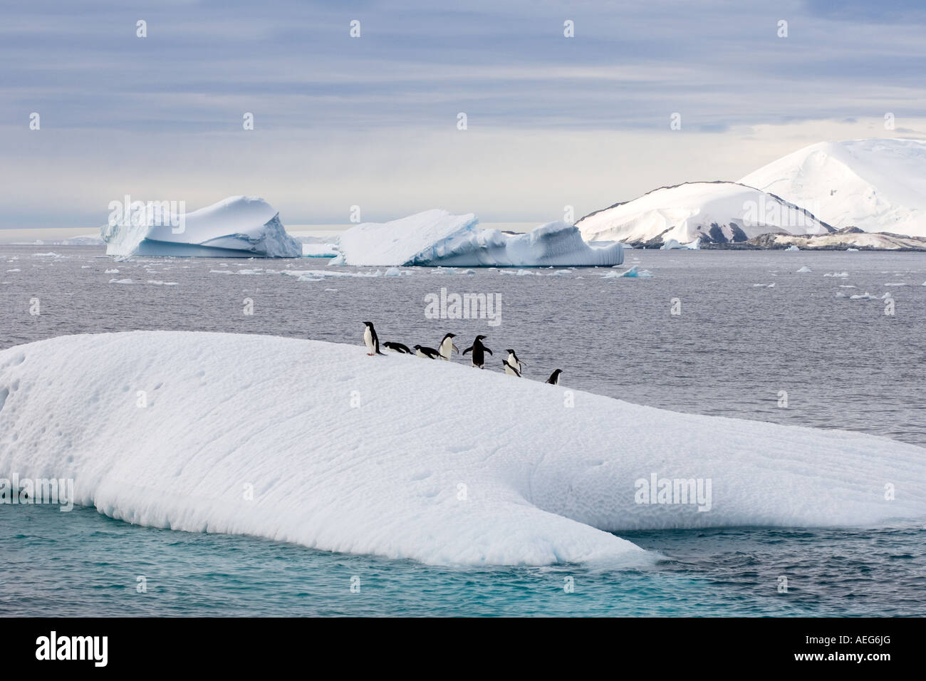 adelie penguins Pygoscelis Adeliae on glacial ice along the western ...