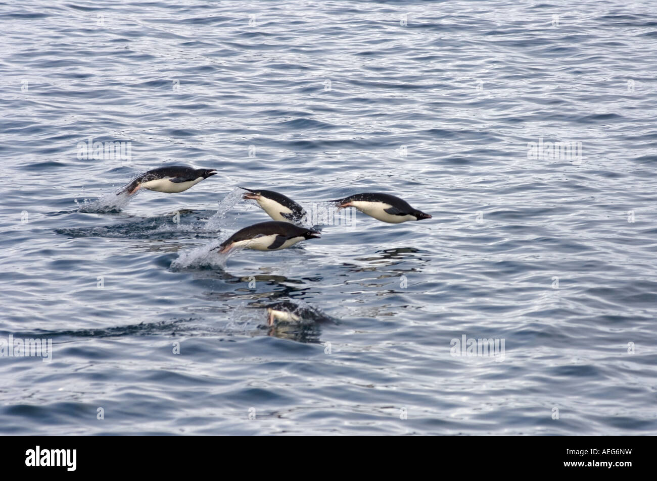 adelie penguins Pygoscelis Adeliae swimming off the western Antarctic ...