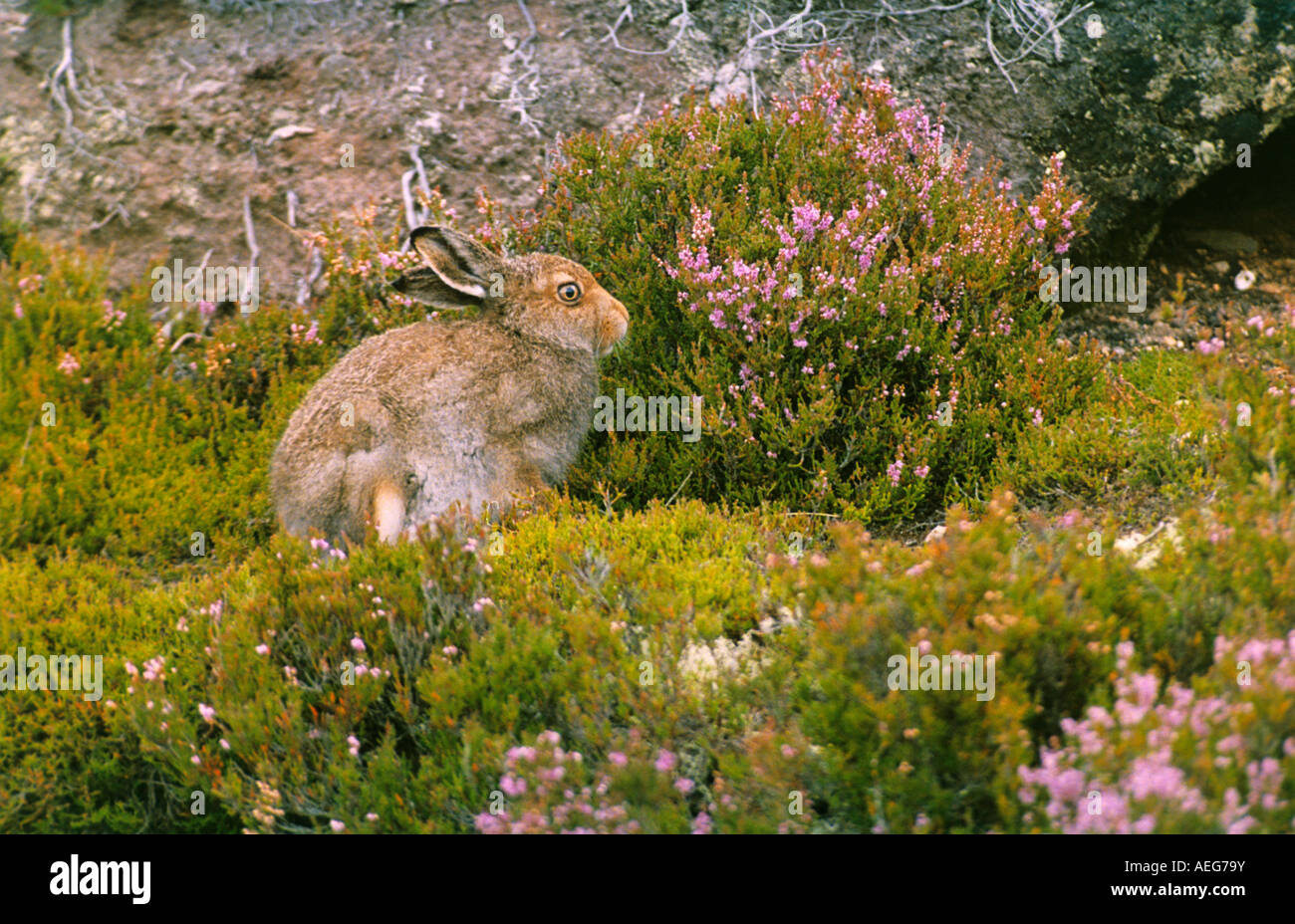 Mountain Hare lying on a mossy mound in the cairngorm national park the