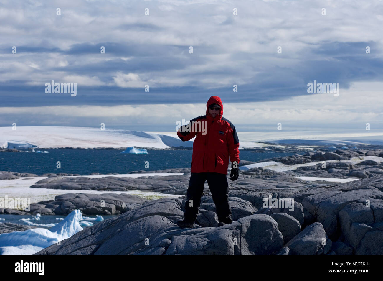 Tourist checks out a gentoo penguin Pygoscelis Papua colony along the western Antarctic peninsula Stock Photo