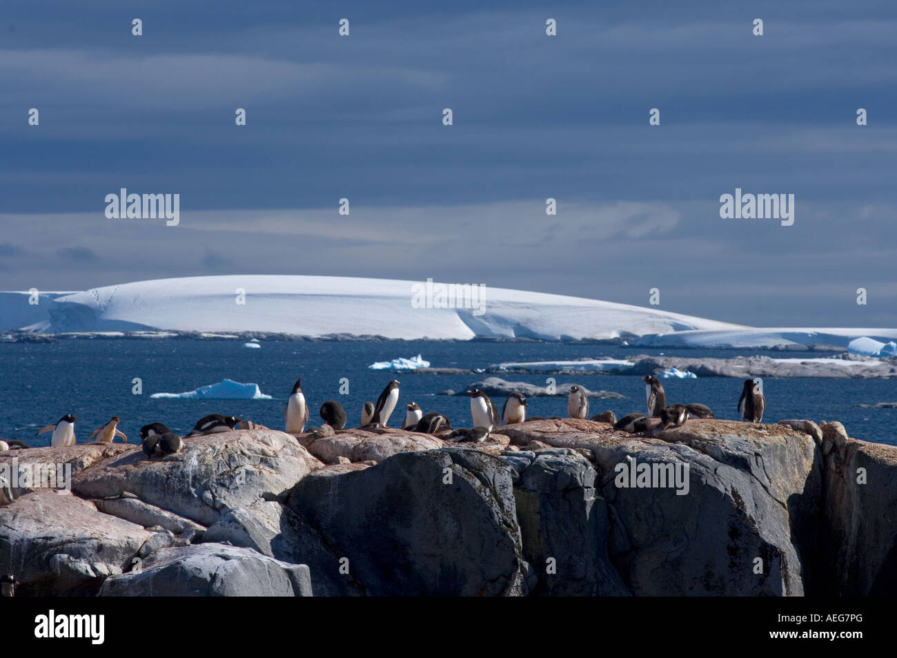 gentoo penguin Pygoscelis Papua colony along the western Antarctic peninsula Stock Photo