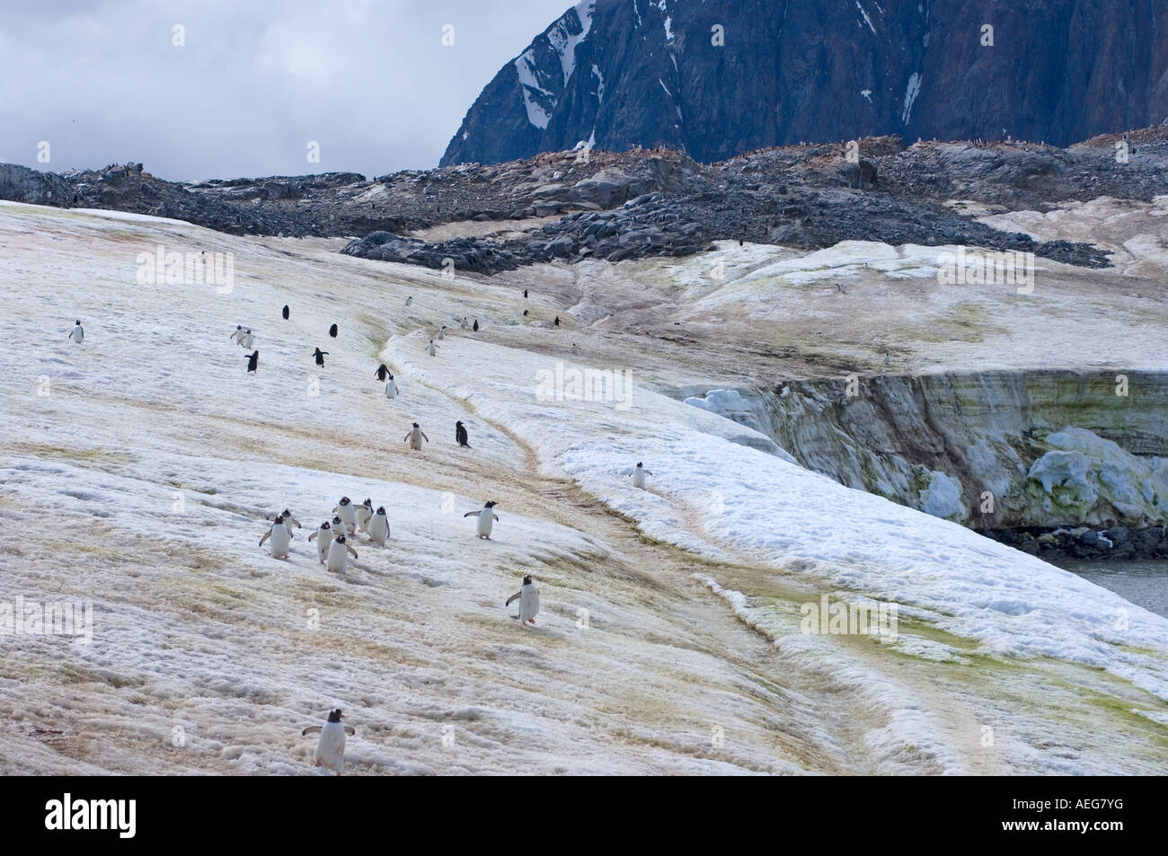 adelie penguin Pygoscelis Adeliae colony along the western Antarctic ...