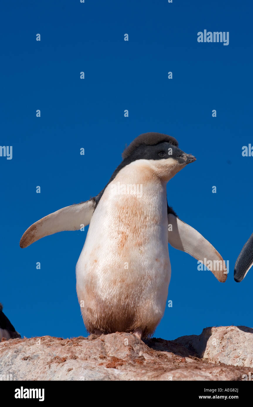 adelie penguin Pygoscelis Adeliae chick on the western Antarctic Peninsula Antarctica Southern Ocean Stock Photo