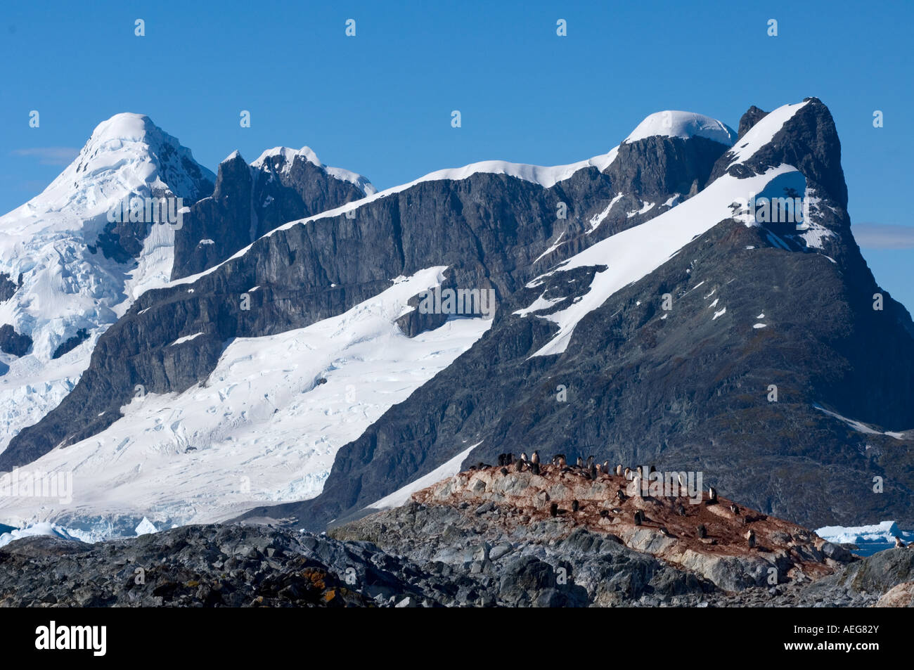adelie penguin Pygoscelis Adeliae colony on the western Antarctic ...