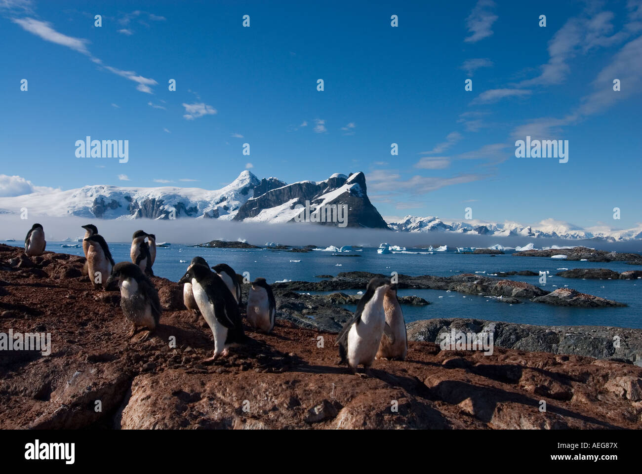 adelie penguin Pygoscelis Adeliae colony on the western Antarctic ...