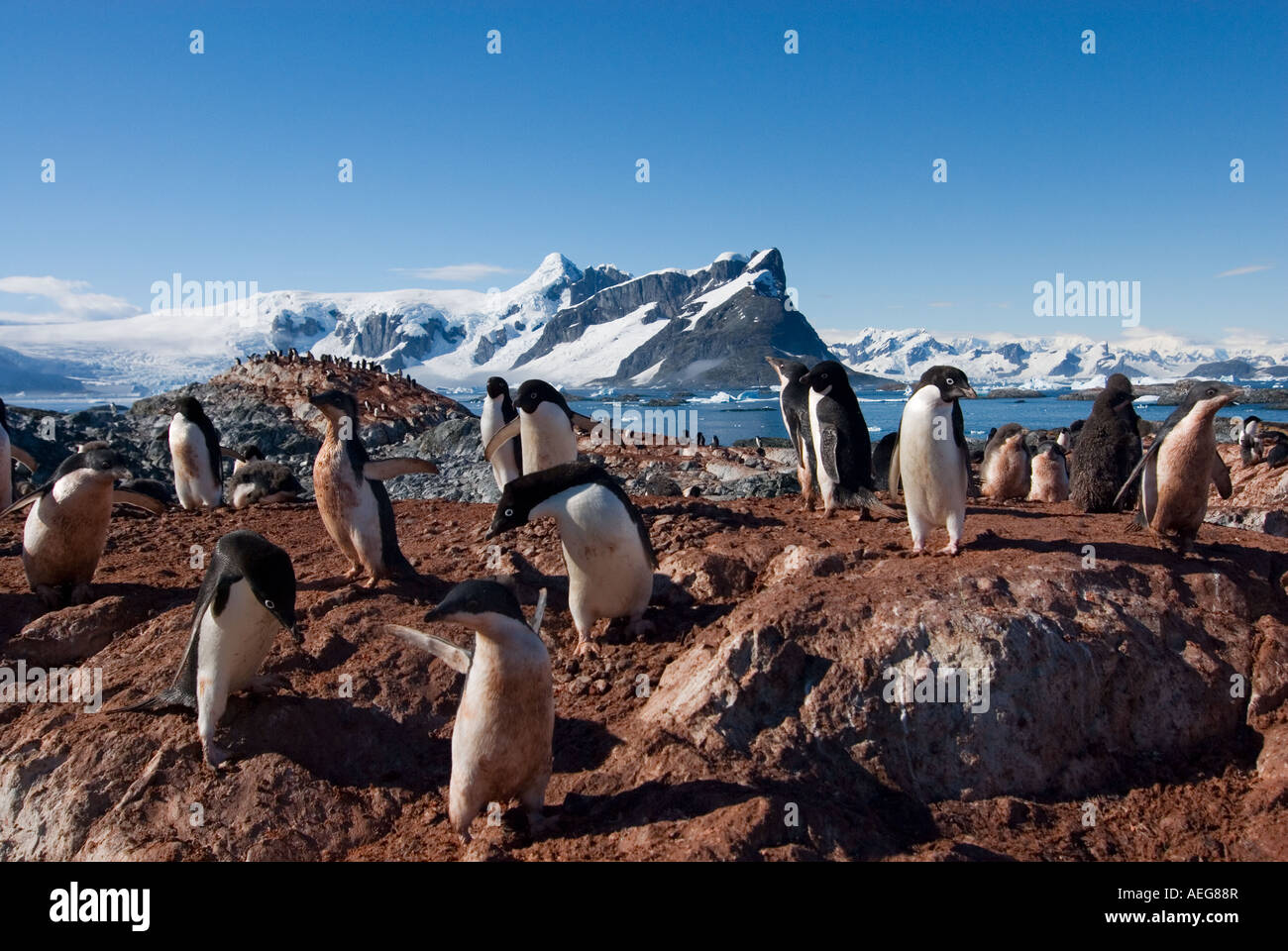 adelie penguin Pygoscelis Adeliae colony on the western Antarctic ...