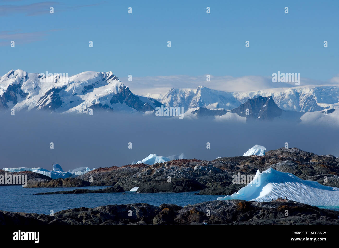 adelie penguin Pygoscelis Adeliae colony on the western Antarctic ...
