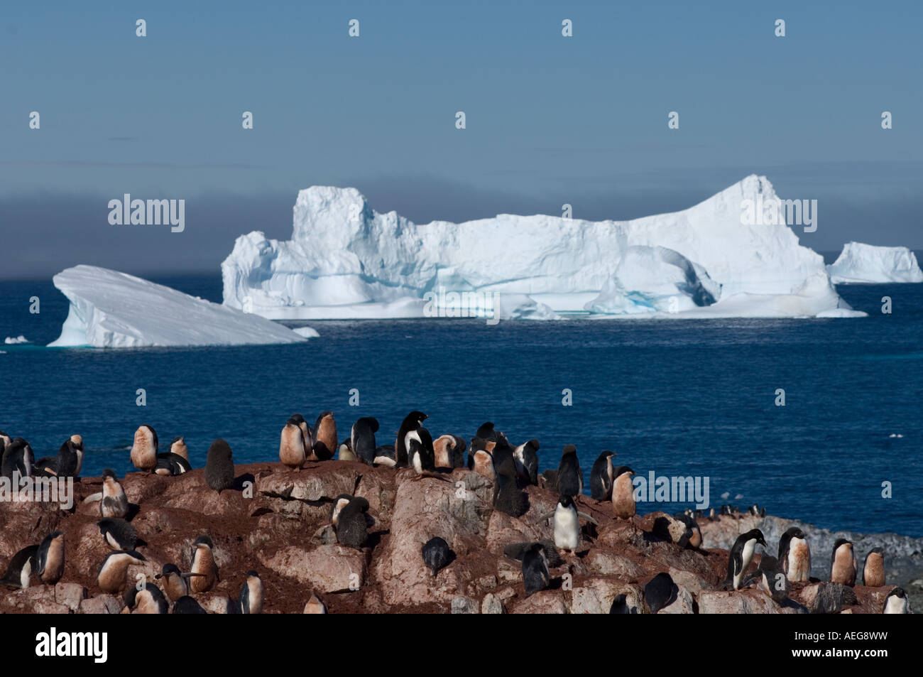 adelie penguin Pygoscelis Adeliae colony on the western Antarctic ...