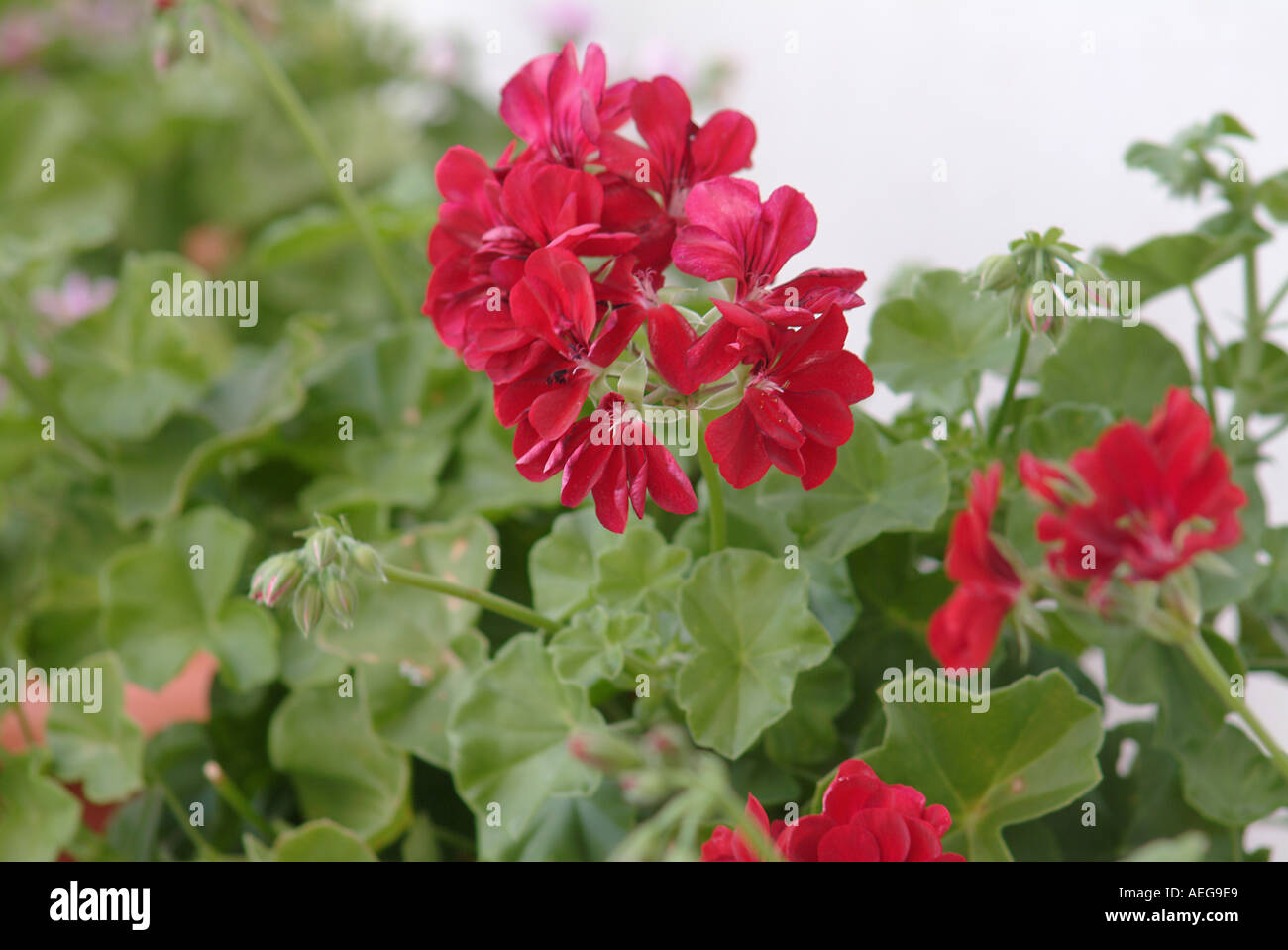 Sweet Home garden yard plant beautiful beauty hanging red inflorescence ...