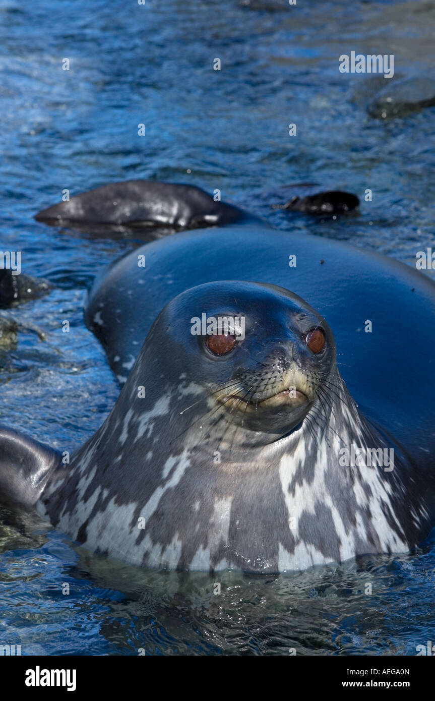 Weddell Seal Leptonychotes Weddellii In The Waters Along The Western weddell-seal-leptonychotes-weddellii-in-the-waters-along-the-western