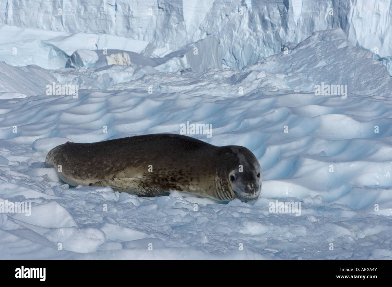 Leopard Seals Hydrurga Leptonyx Resting On Glacial Ice Along The leopard-seals-hydrurga-leptonyx-resting-on-glacial-ice-along-the