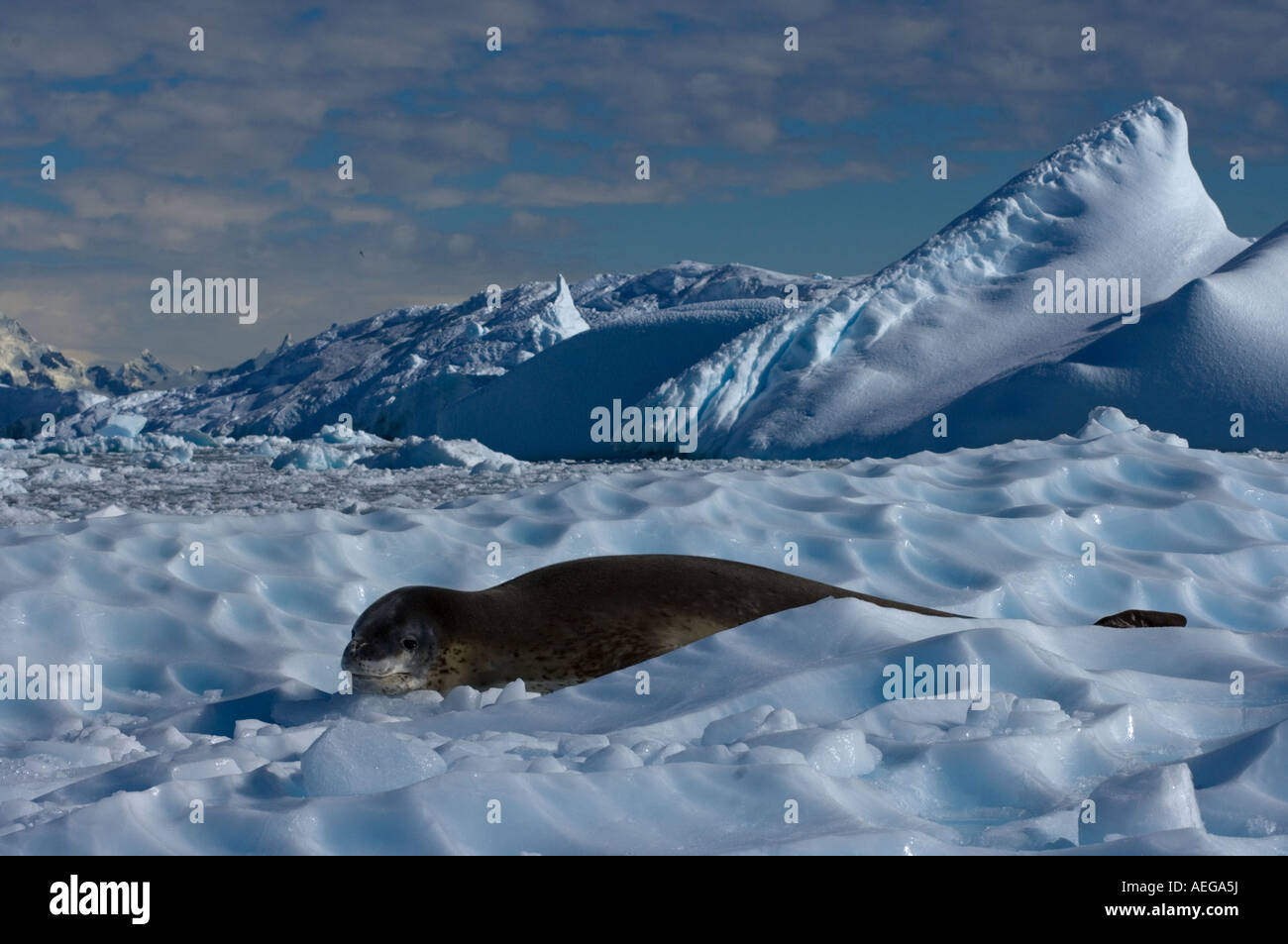 crabeater seal Lobodon carcinophaga resting on glacial ice along the ...