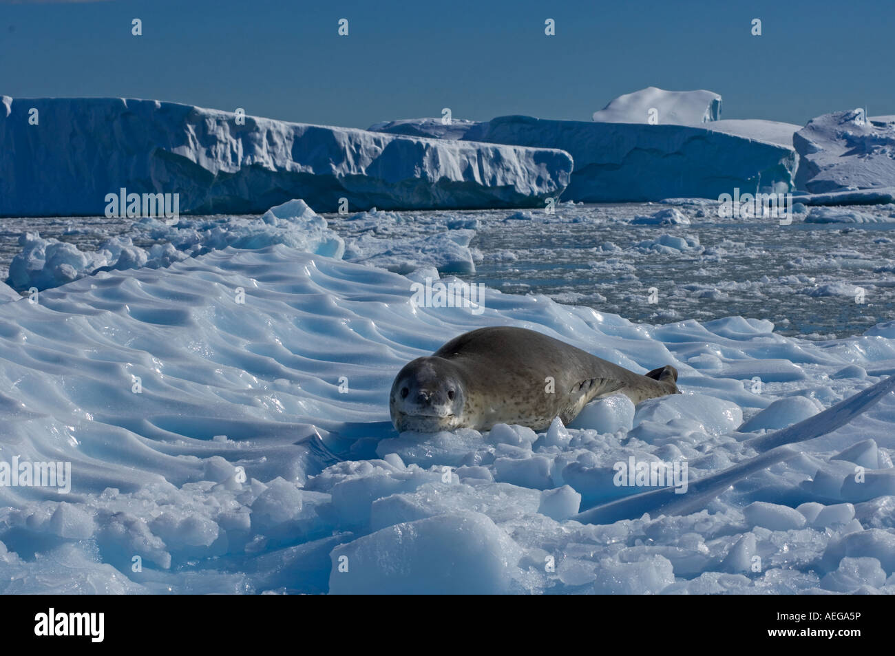 leopard seals Hydrurga leptonyx profile of an adult resting on glacial ...