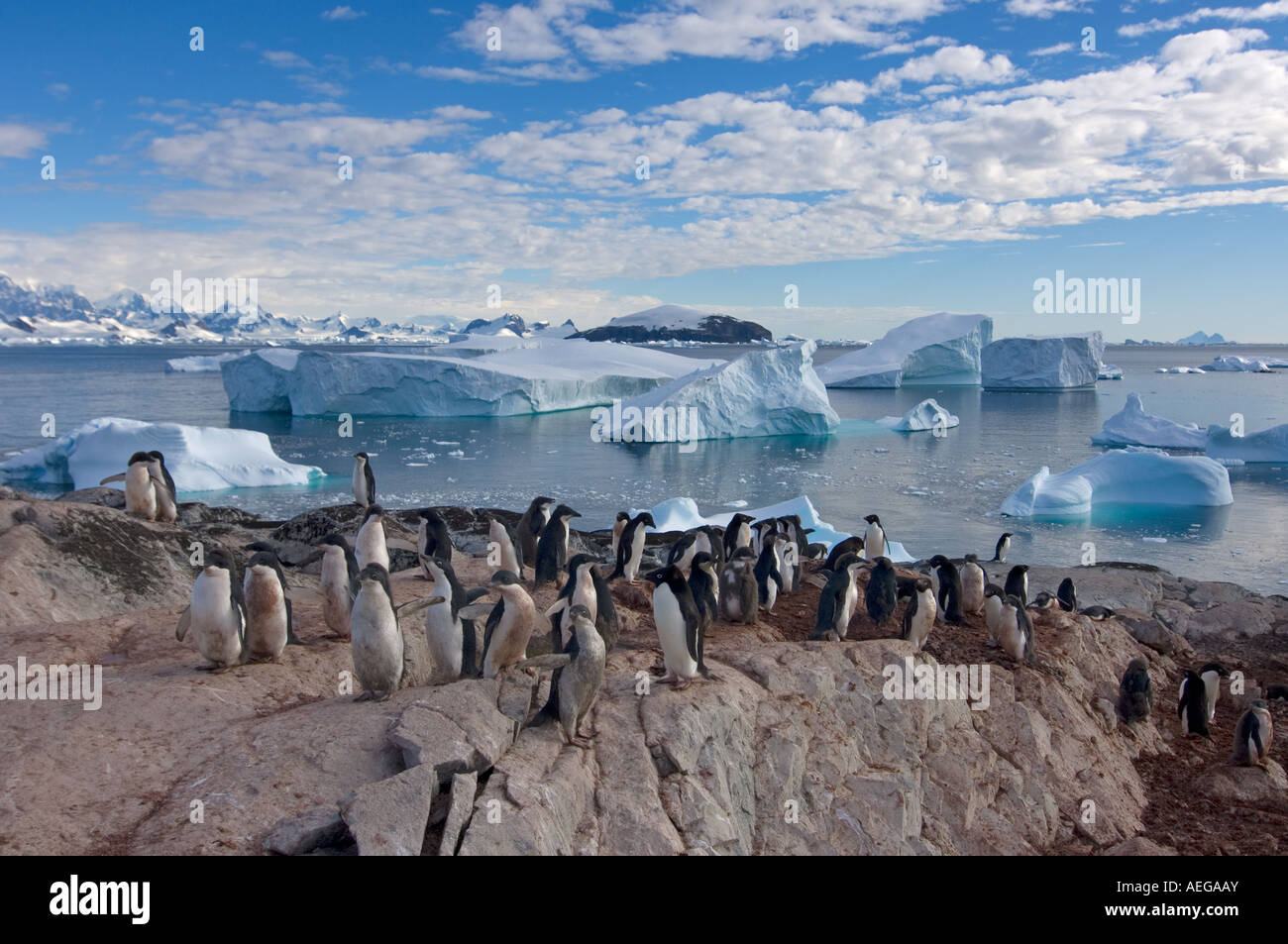 adelie penguins Pygoscelis Adeliae colony on the western Antarctic ...