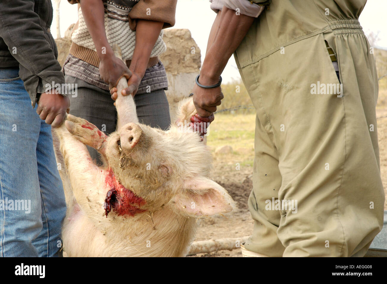 Slaughtering a pig in rural Lesotho Africa Stock Photo