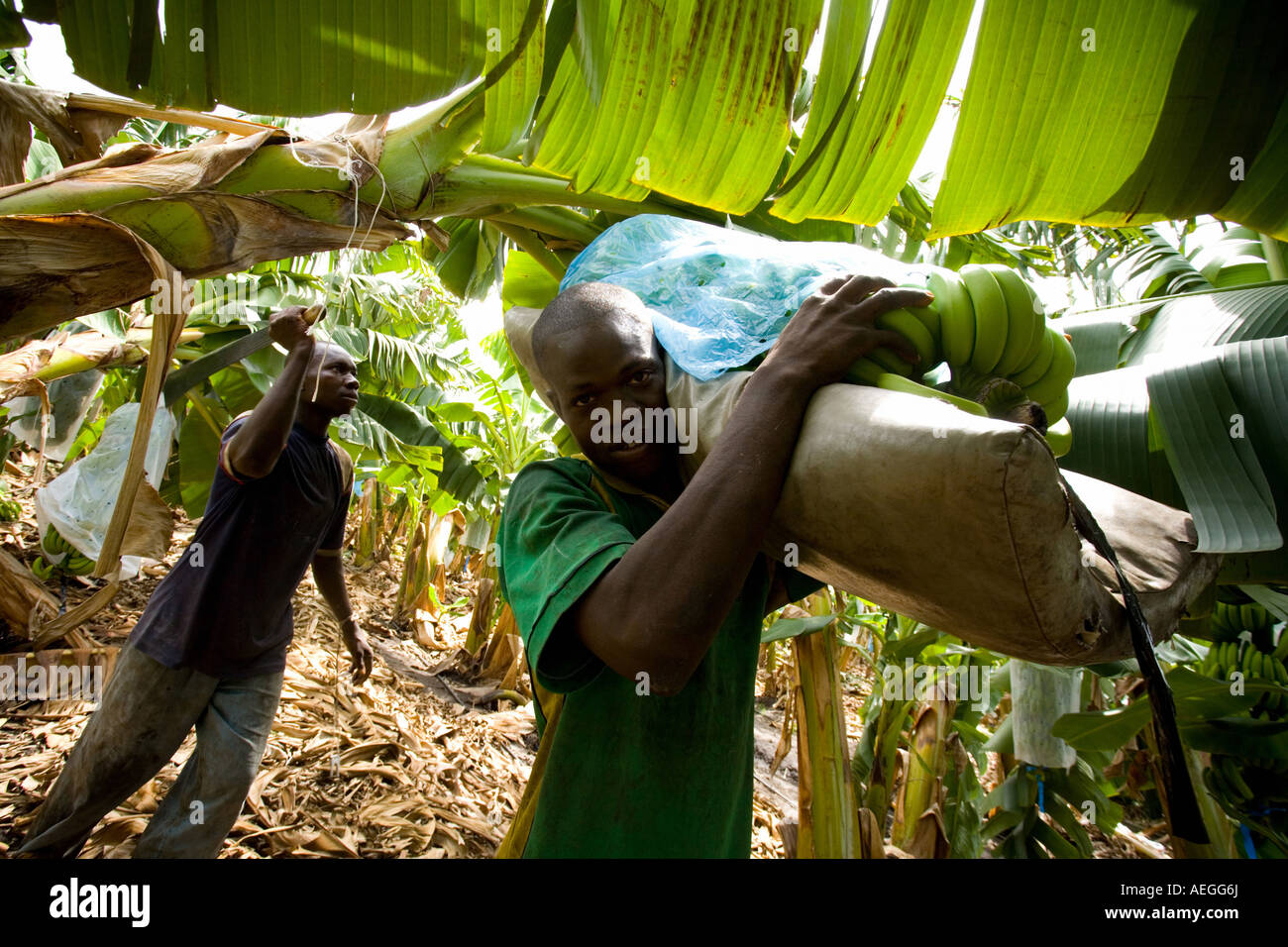Man Carrying A Bunch Of Bananas On His Shoulder During Harvest On 