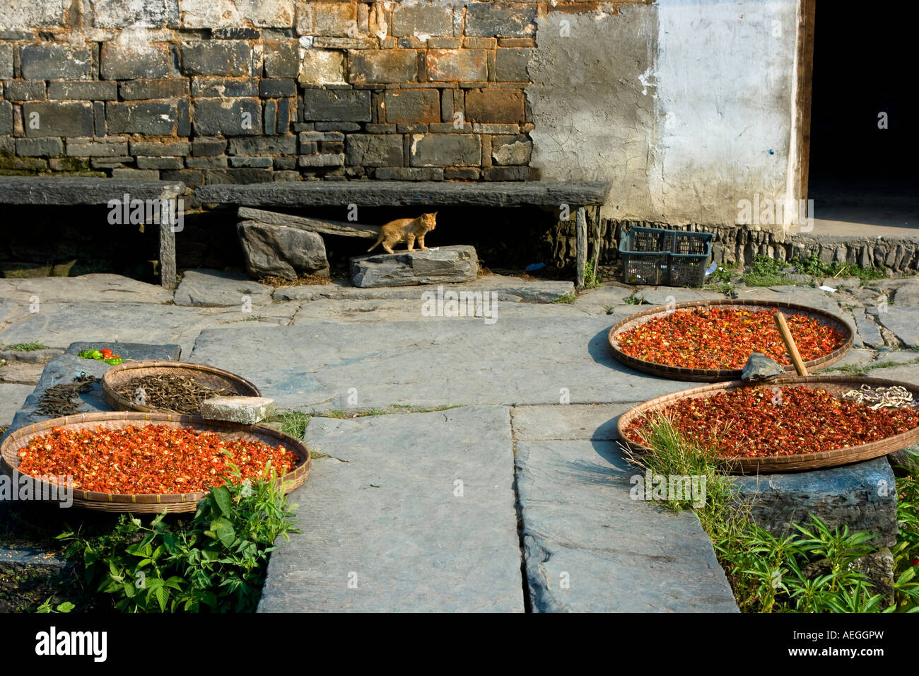 Kitten Behind Drying Red Chili Likeng Ancient Huizhou Style Village Wuyuan County China Stock Photo