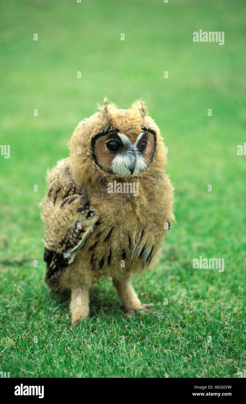 Great Britain, Crow, New Forest Owl Sanctuary, Longeared Owl, Asio Otis