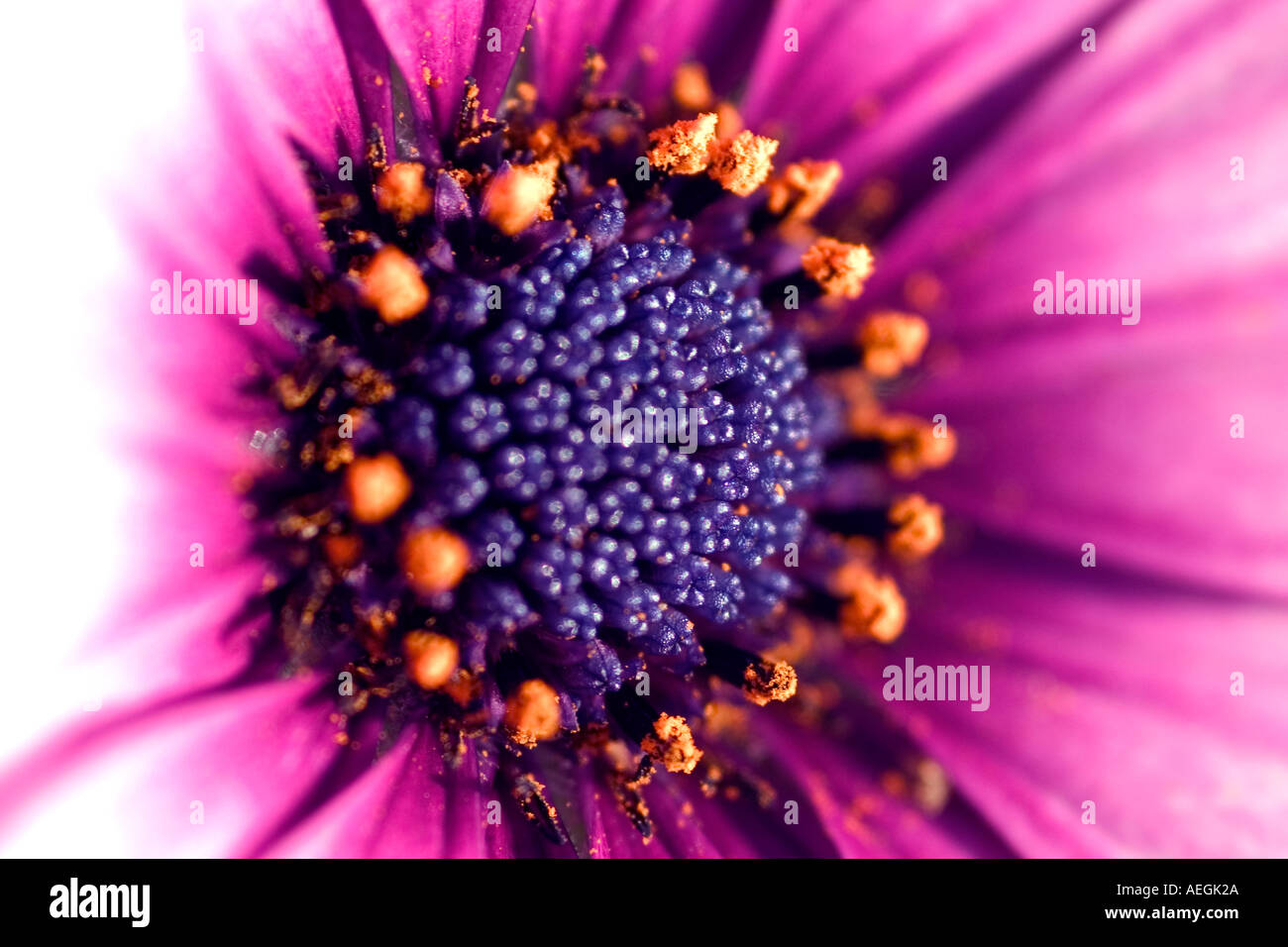 Vibrant fresh close up hi-res stock photography and images - Alamy