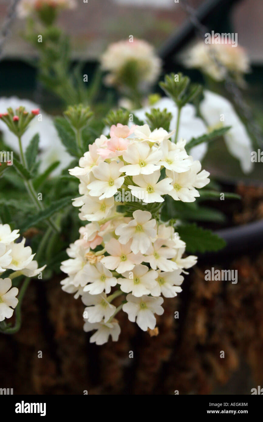 Trailing verbena hires stock photography and images Alamy