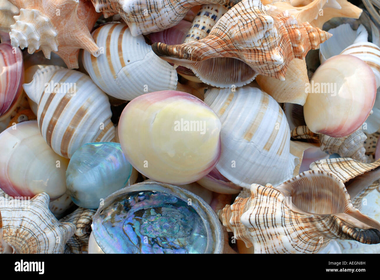 Assorted seashells close up Stock Photo