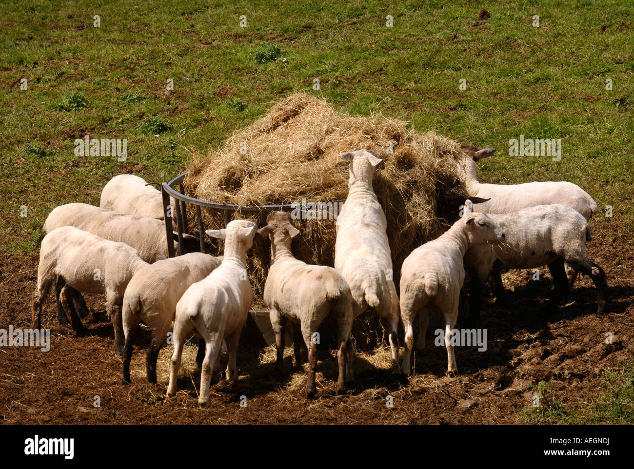 A FLOCK OF NEWLY SHORN SHEEP EAT HAY FROM A FEEDER ON A GLOUCESTERSHIRE FARM UK Stock Photo