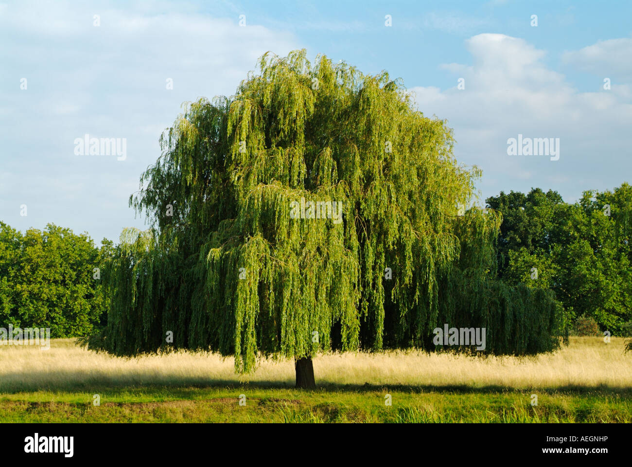 Weeping Willow tree SALIX SEPULCRALIS, Home Park, Surrey, England, UK