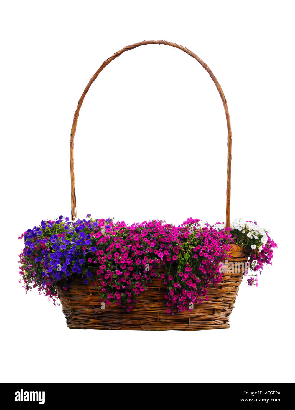 Large flower basket full of small bellflowers Stock Photo