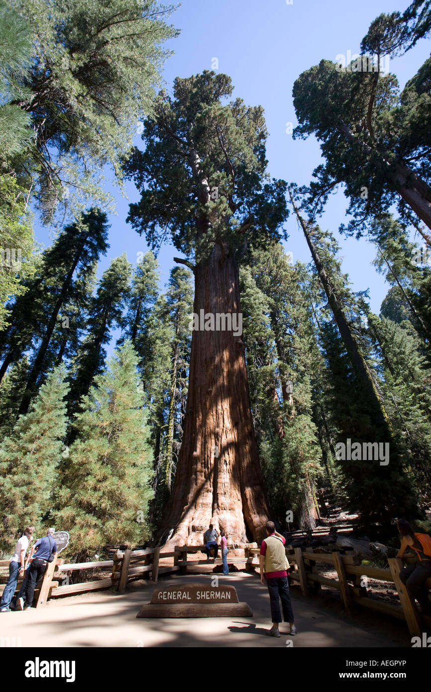 General Sherman Sequoia Stock Photo
