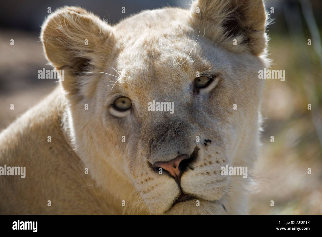 White Lion.Head shot Stock Photo