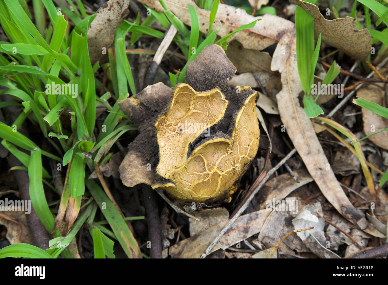 Scleroderma earthball fungi burst open in the Australian bush Stock Photo