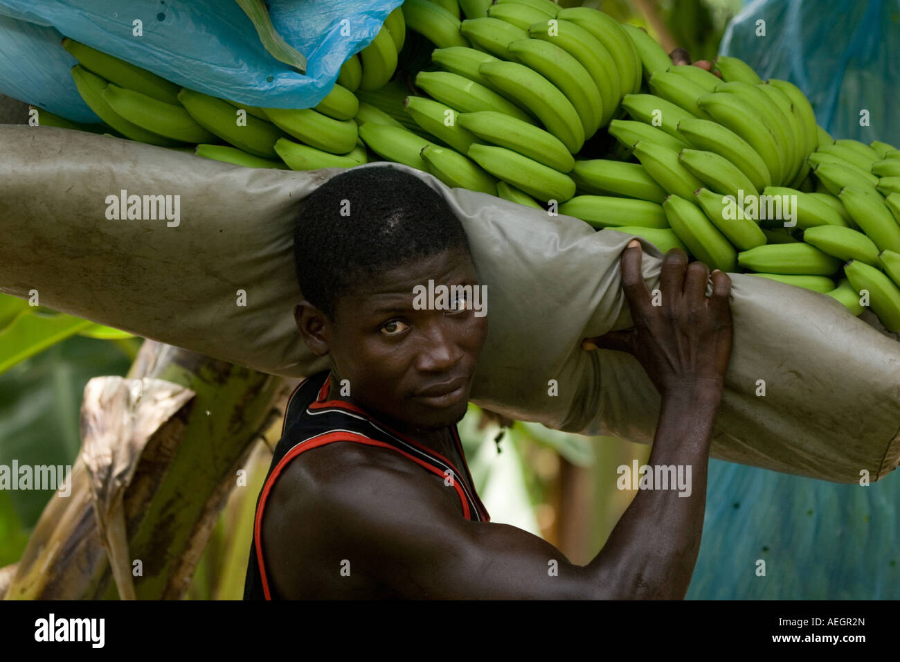 Man carrying a bunch of bananas on his shoulder during harvest on