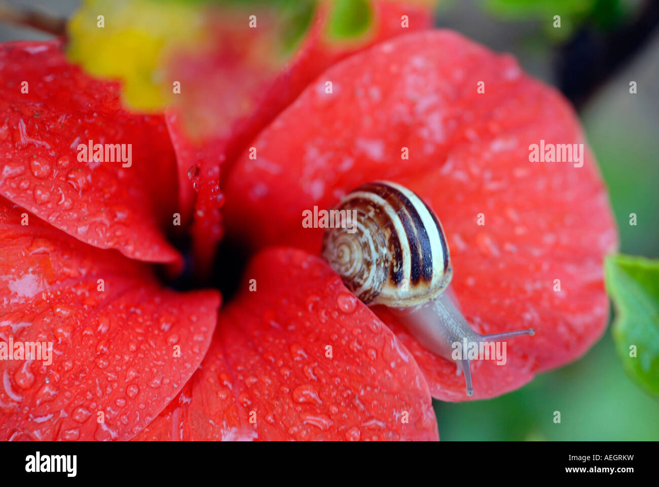 A snail on a red flower after the rain Stock Photo