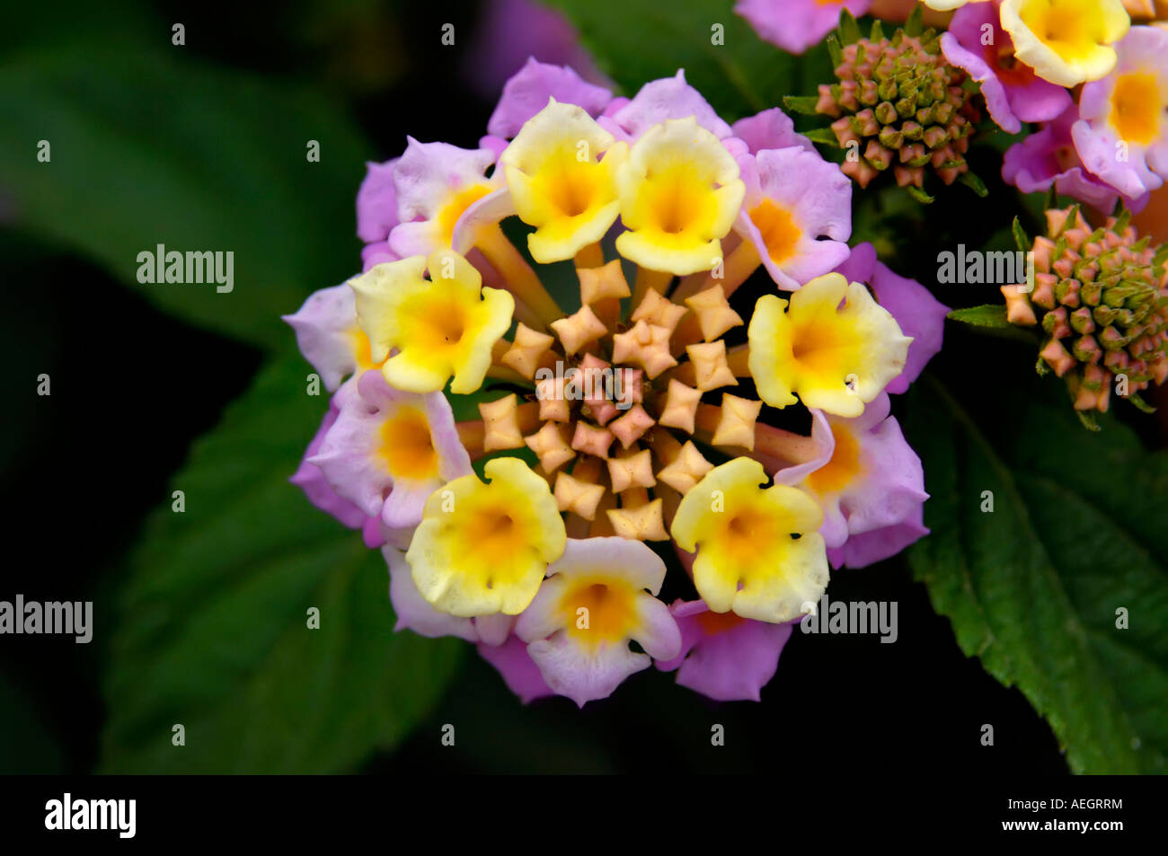 Flowering plant Lantana Lantana camara Stock Photo