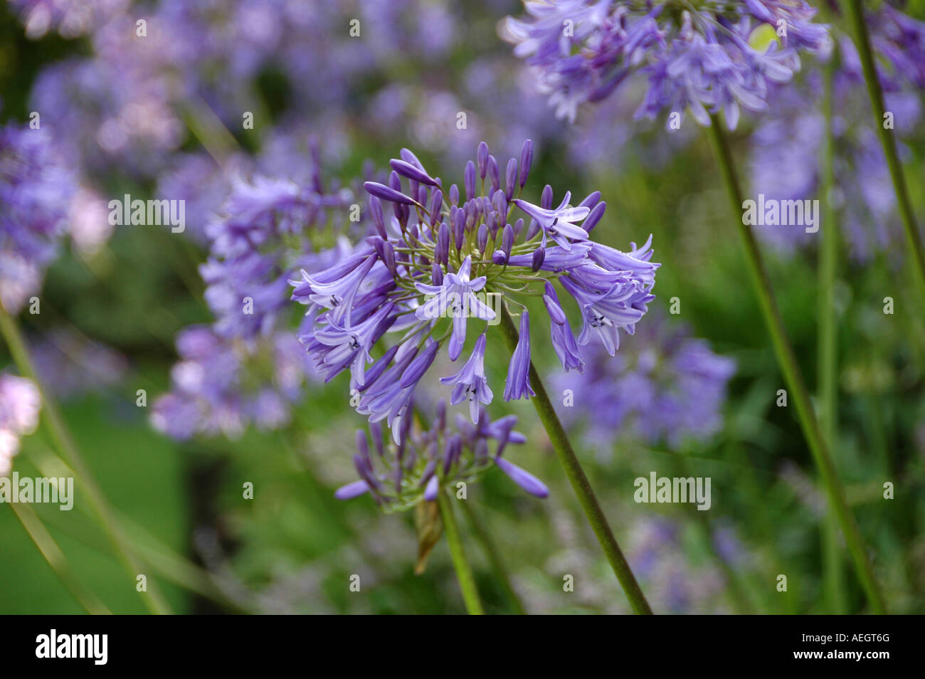 Agapanthus purple cloud hires stock photography and images Alamy