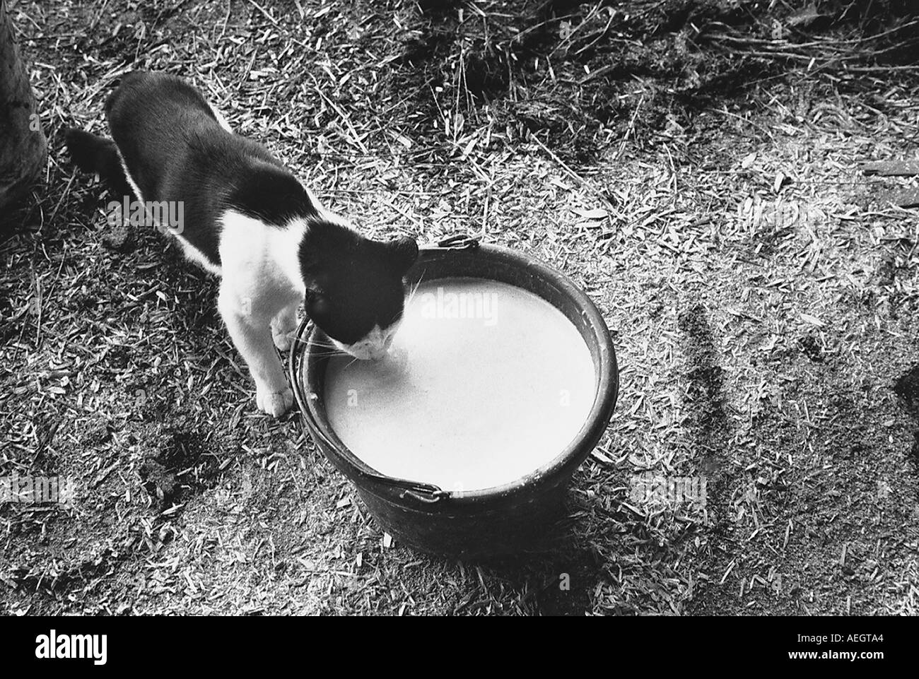 Kitten lapping milk from pail Stock Photo Alamy