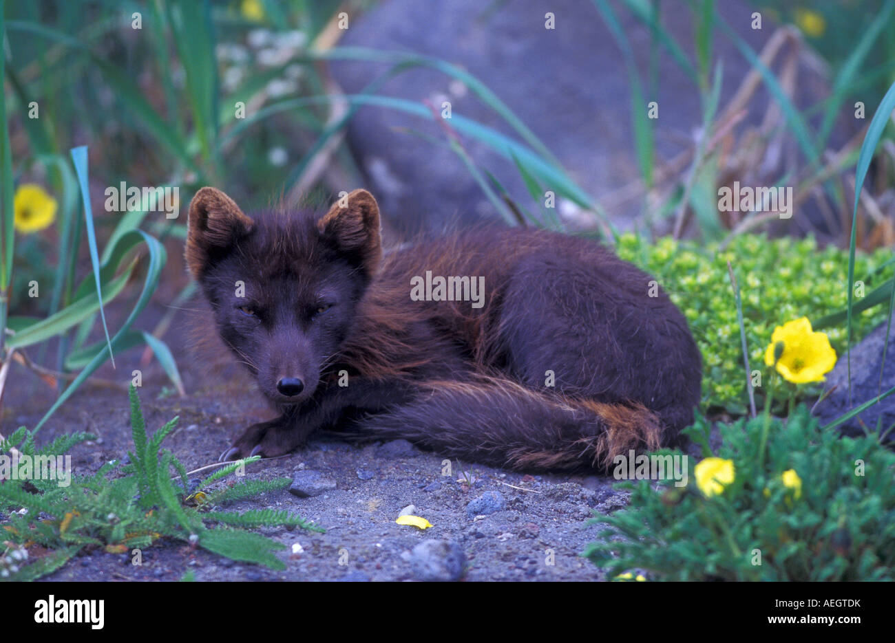 Arctic fox Alopex lagopus Pribilof Islands Alaska Stock Photo