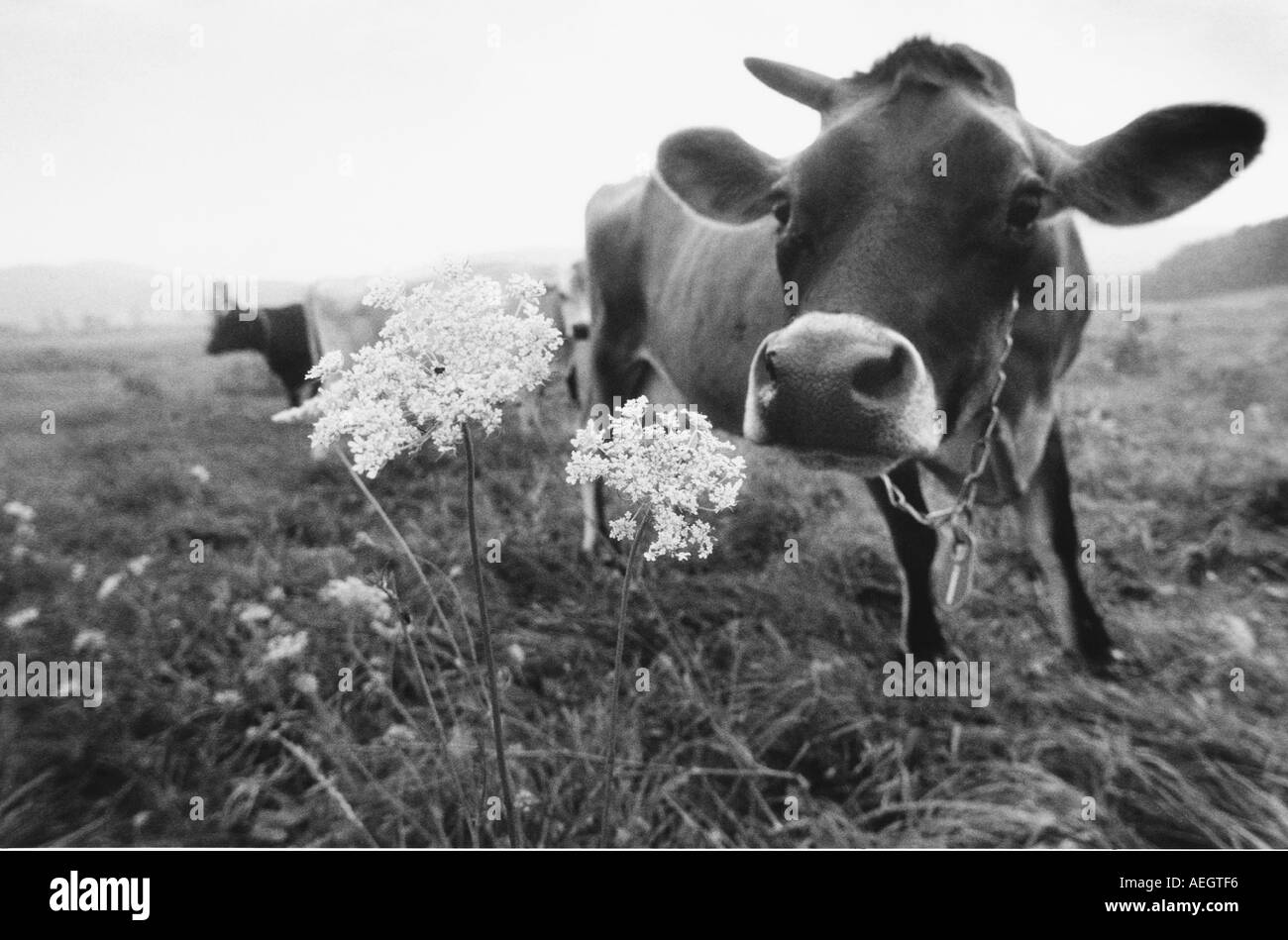 Portrait of cow smelling wild flowers  Stock Photo