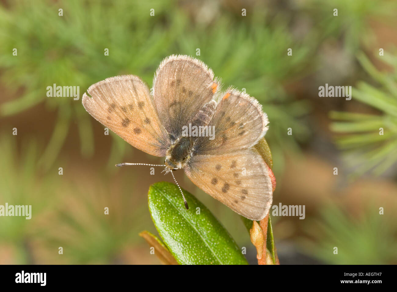 The tiniest of the North American coppers, Bog Copper is a low flying