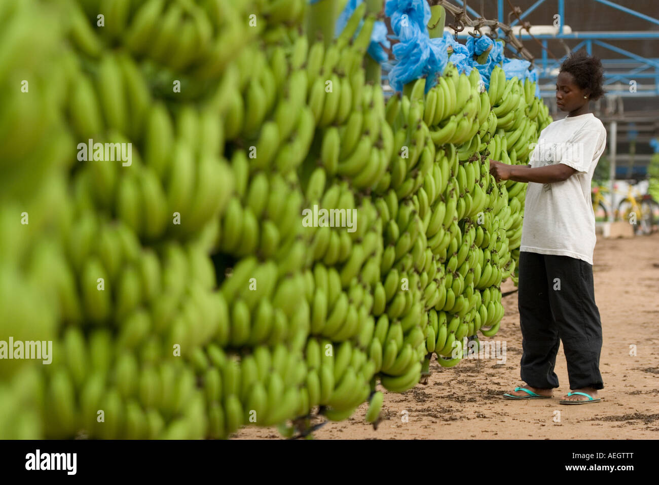 Woman removing dried flowers from bunches of bananas on plantation in