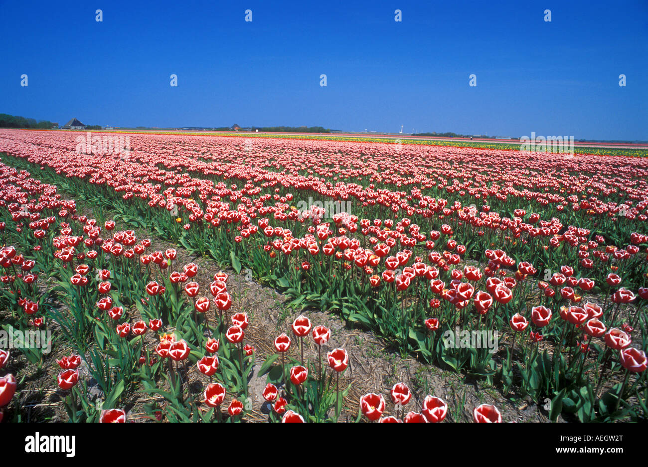 Colorful tulip field in hi-res stock photography and images - Alamy