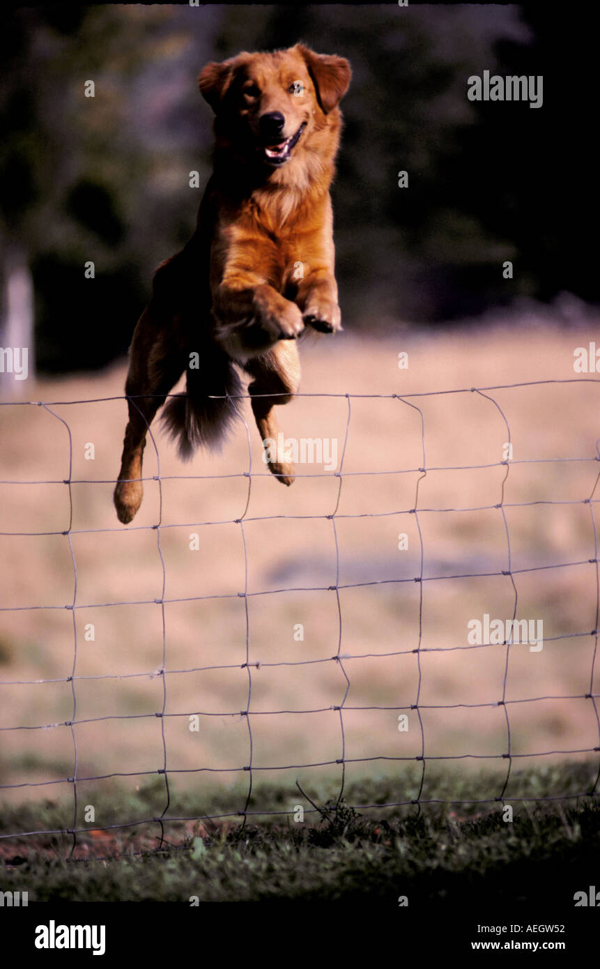Golden retriever jumping over fence Stock Photo Alamy