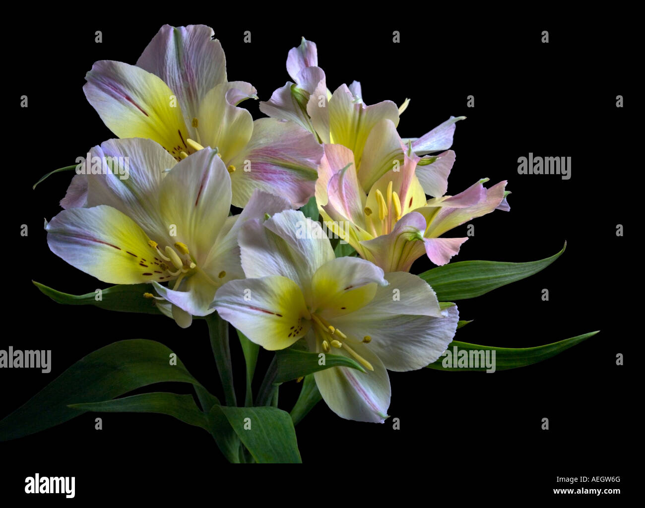 Alstroemeria (Peruvian Lily) Stock Photo