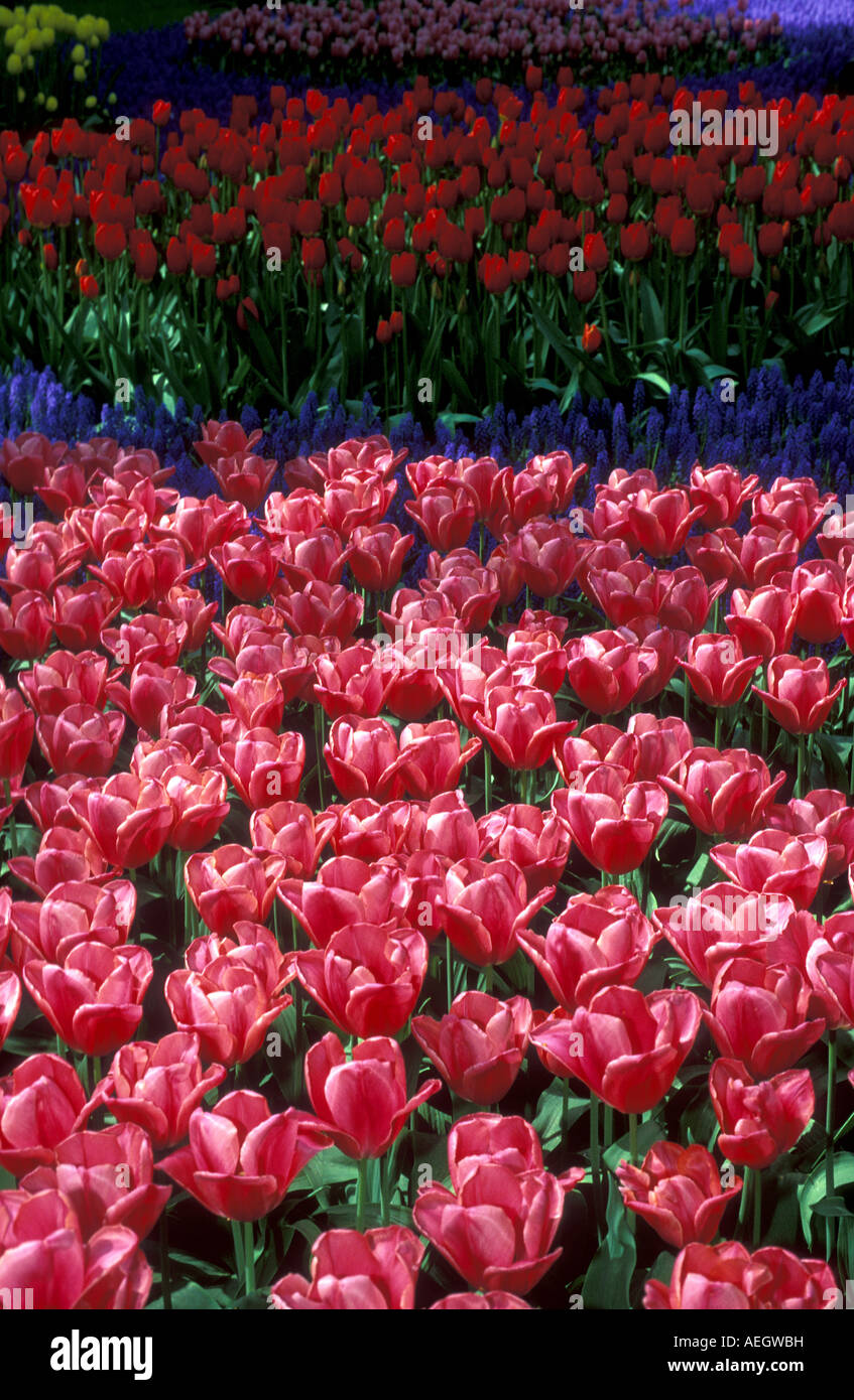 Tulips in Keukenhof Holland Stock Photo - Alamy