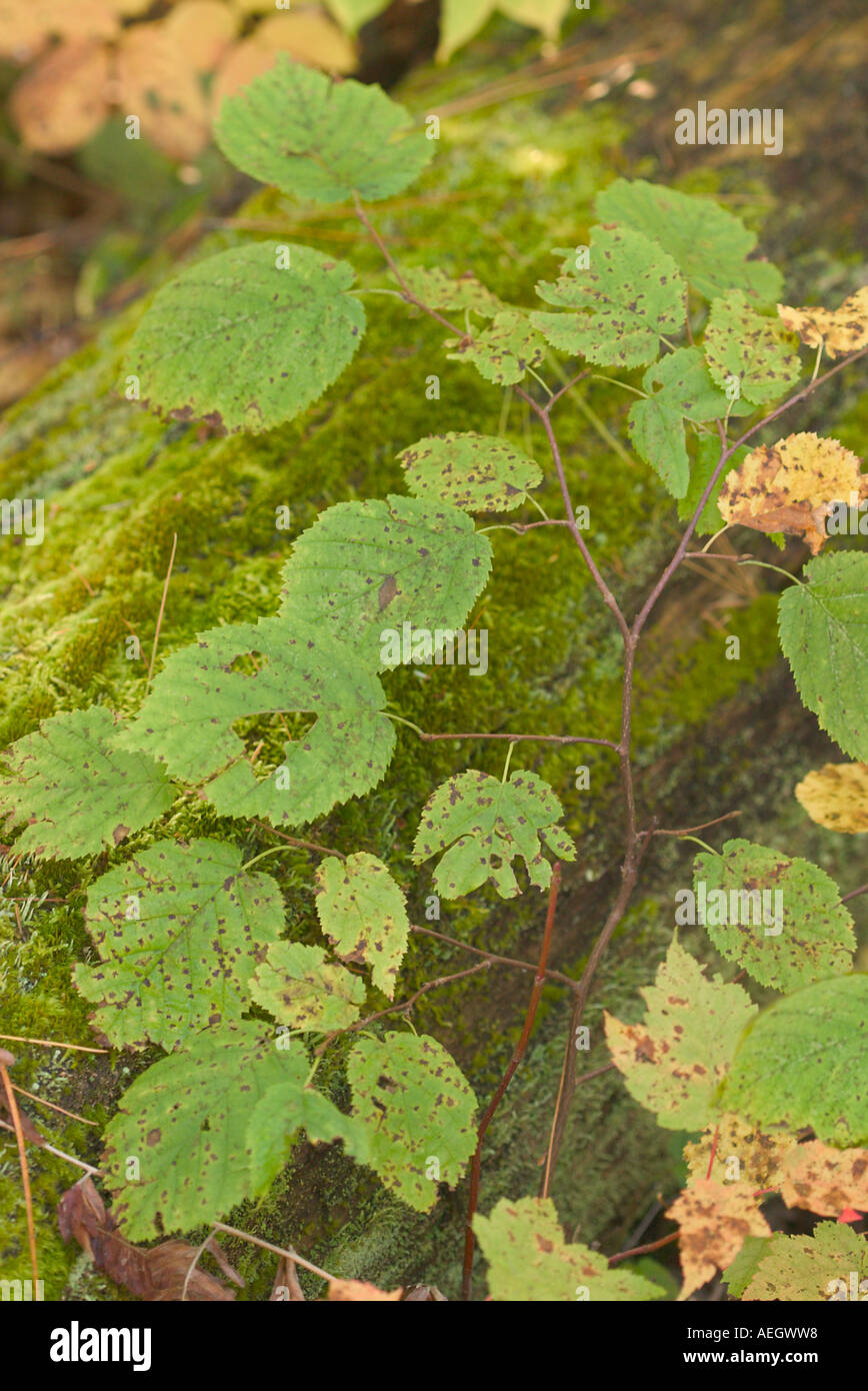 Leafy branch over mossy log catches the eye in a lush moist forest in northern Minnesota. Stock Photo
