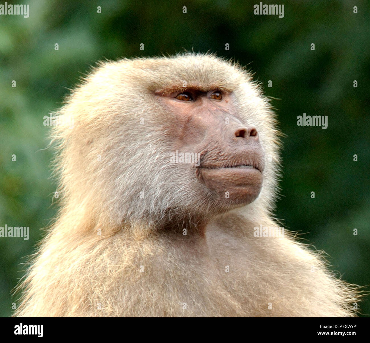 Close up head and shoulders portrait of Female Hamadryas Baboon Papio hamadryas with nicely blurred background of trees Stock Photo