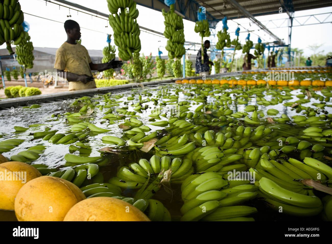 Men cutting bananas before throwing them in pool for washing on