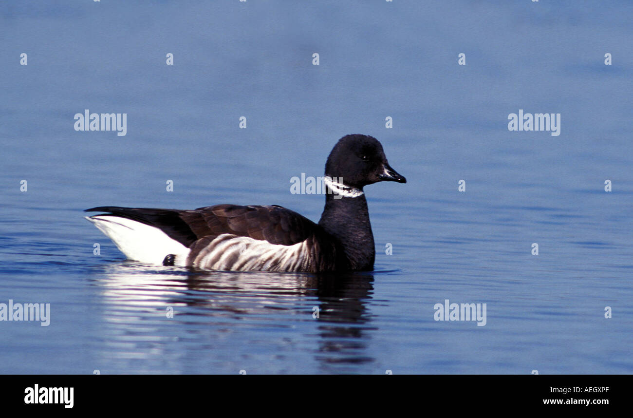 Brant bird hi-res stock photography and images - Alamy