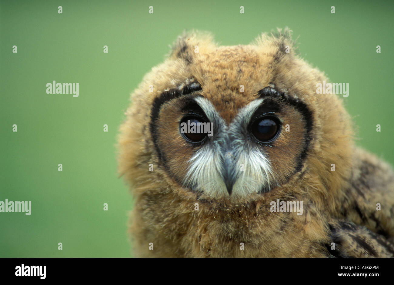 Great Britain, Crow, New Forest Owl Sanctuary, Longeared Owl, Asio Otis