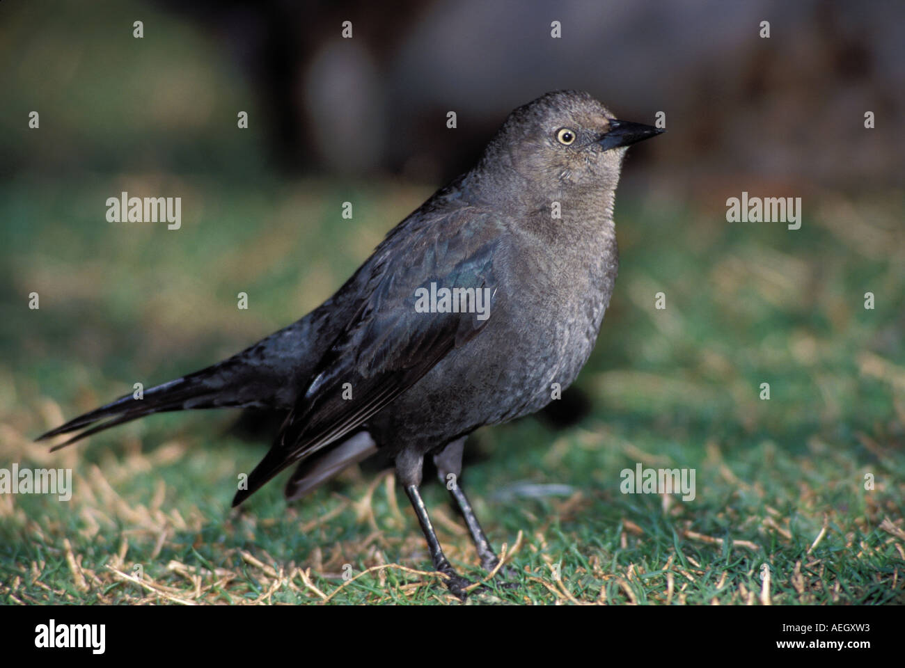 Brewer's Blackbird Stock Photo